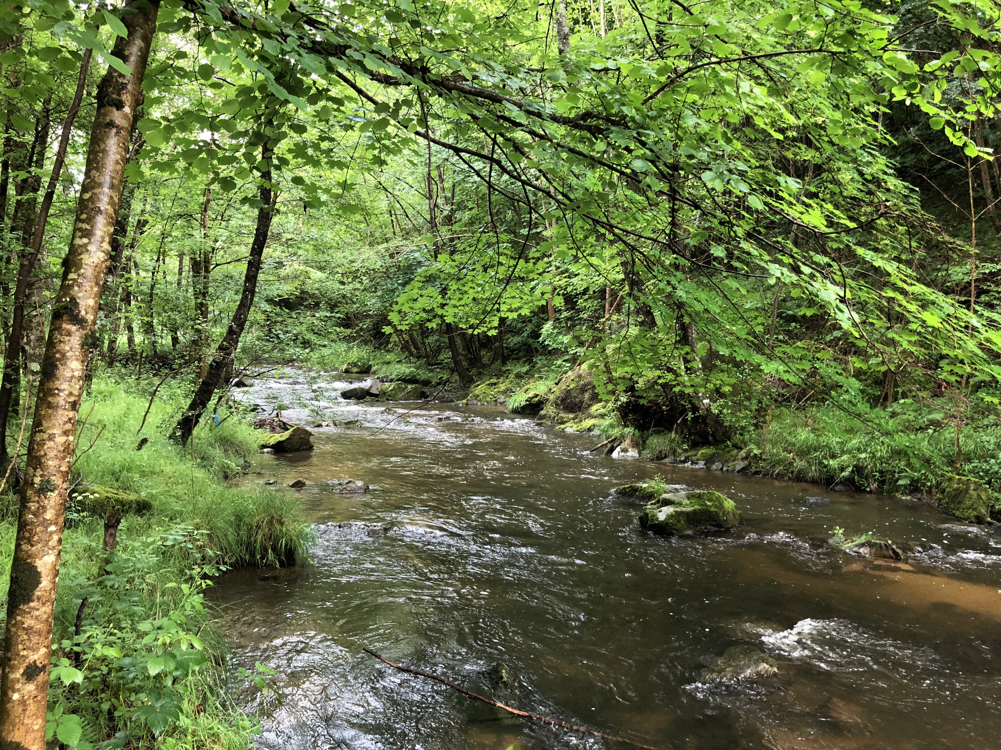 Près du confluent du ruisseau de Tracol