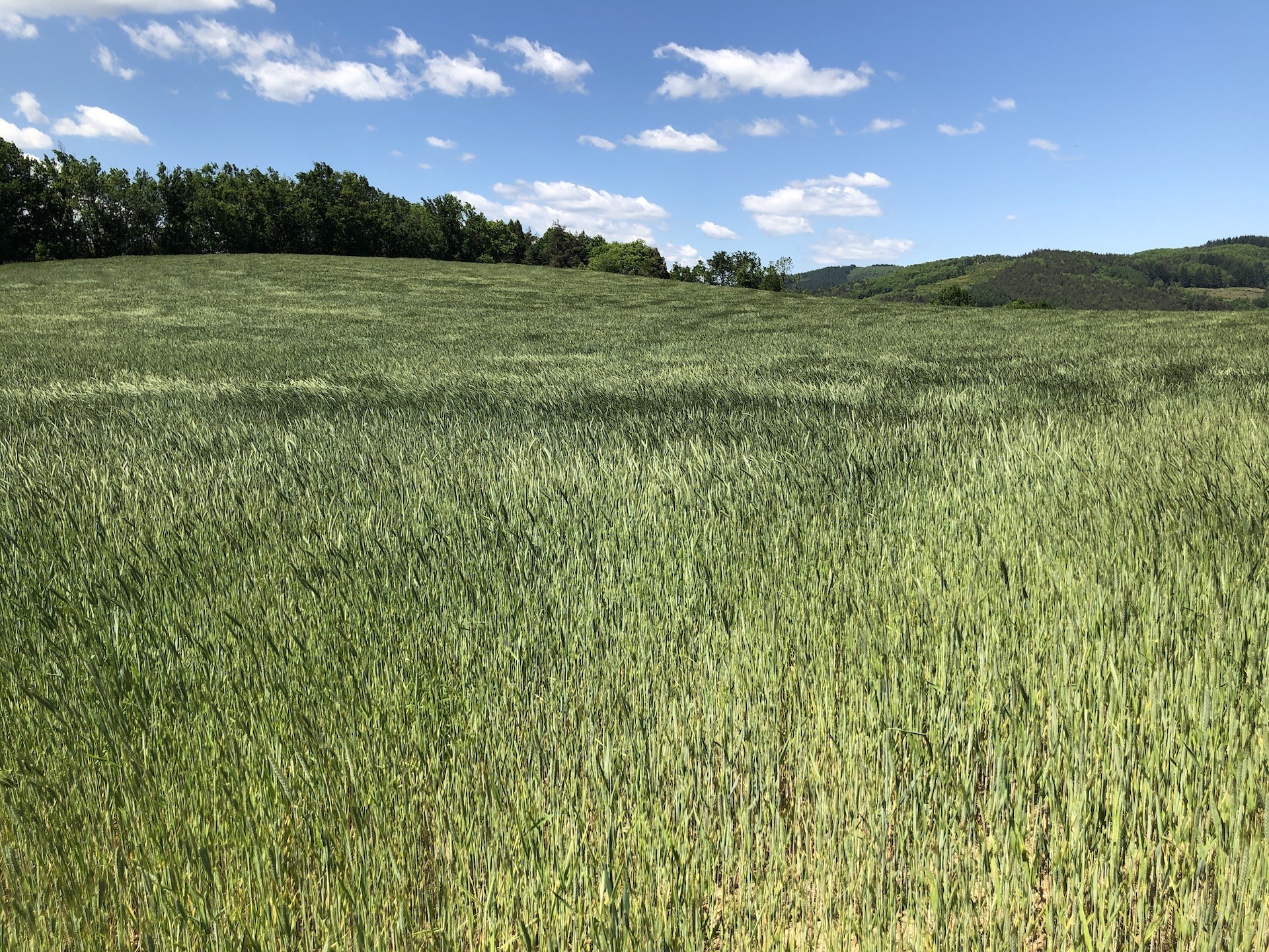 Champs d'orge sur les collines de l'Adret