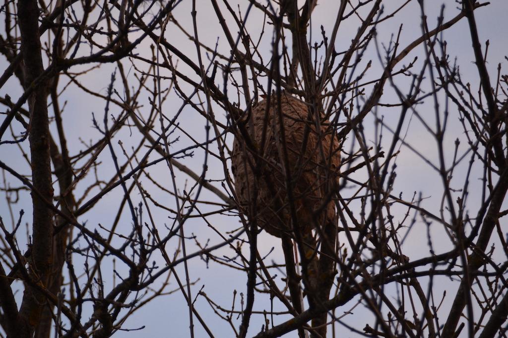 Le nid à proximité de la mairie - école