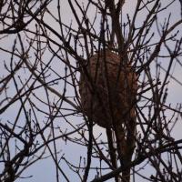Le nid à proximité de la mairie - école