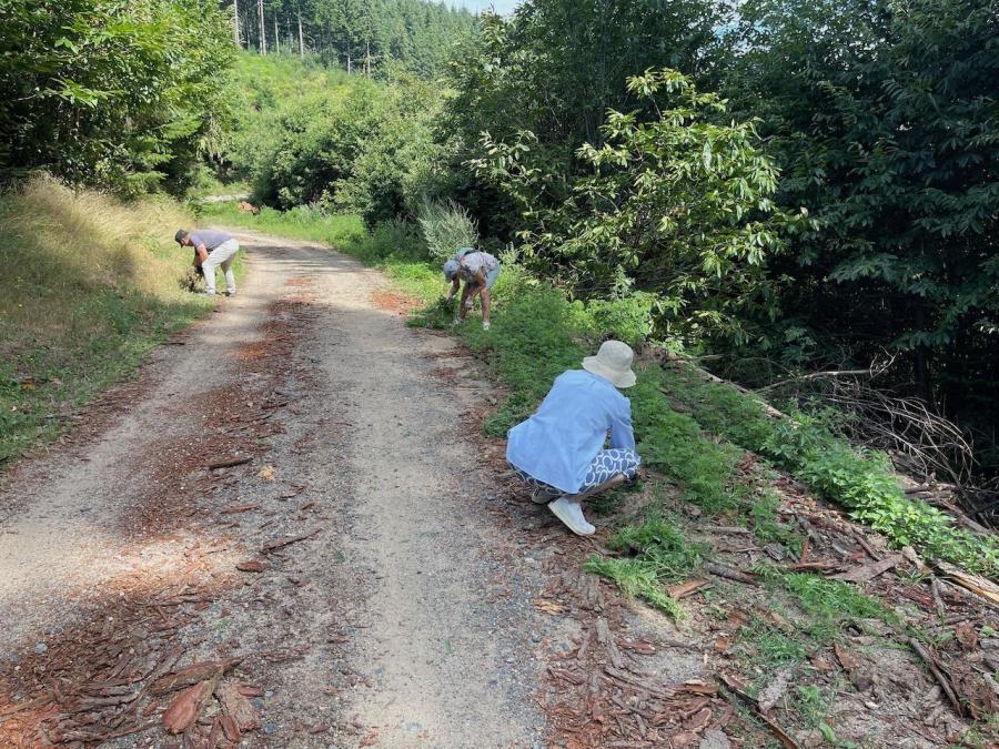 04 l ambroisie prolife re sur le co te du chemin laboure par les grumes