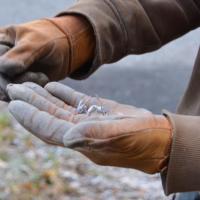 Vérification du caractère asiatique des frelons morts