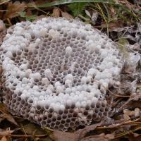 Les alvéoles pleines de larves ou de frelons déjà formés