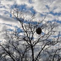 Perçage du nid avant injection de la perméthrine
