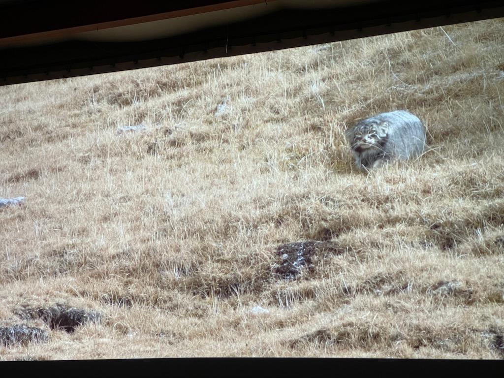 Le manul ou chat de Pallas