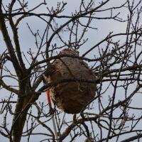 Sciage de la branche