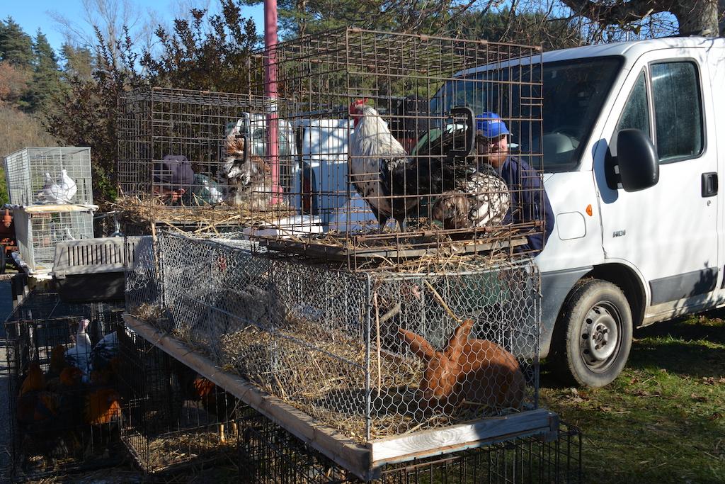 Pigeons, coqs, poules et lapins