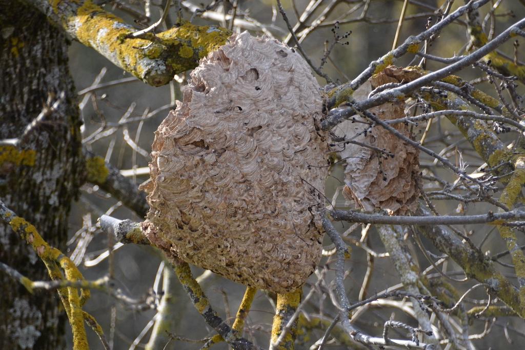 Un fragment de nid est resté perché dans l'arbre