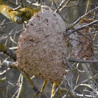 Un fragment de nid est resté perché dans l'arbre