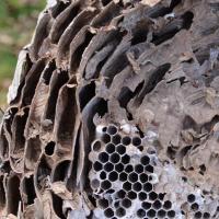 L'isolation thermique protège les alvéoles