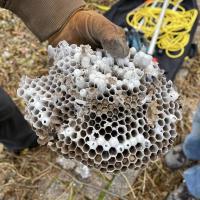 Larves, cocons et frelons