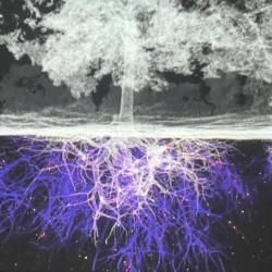 21 le ge nie de l arbre au dessus et au dessous du sol carre e