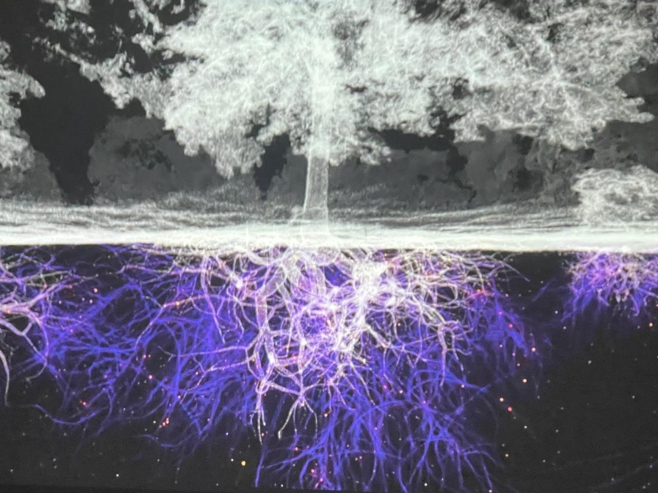 21 le ge nie de l arbre au dessus et au dessous du sol