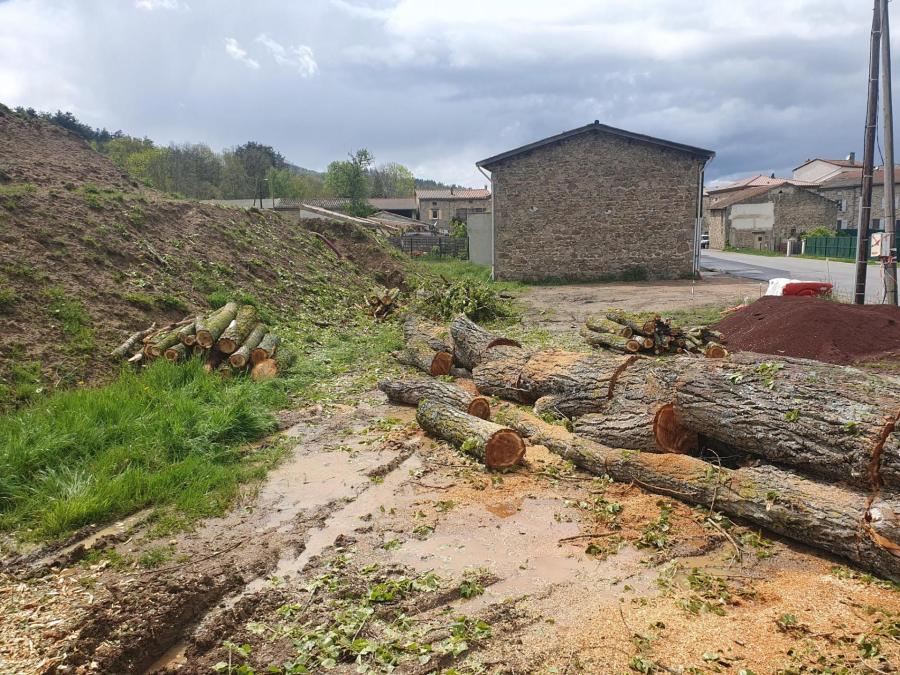 34 le peuplier de grozon est de bite