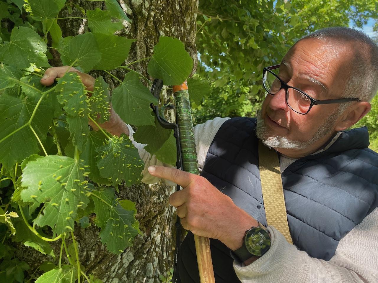 Bruno DELY en pleine Flânerie sur les super-pouvoirs des arbres