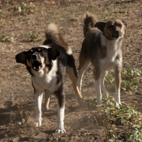 Chiens errants carre e