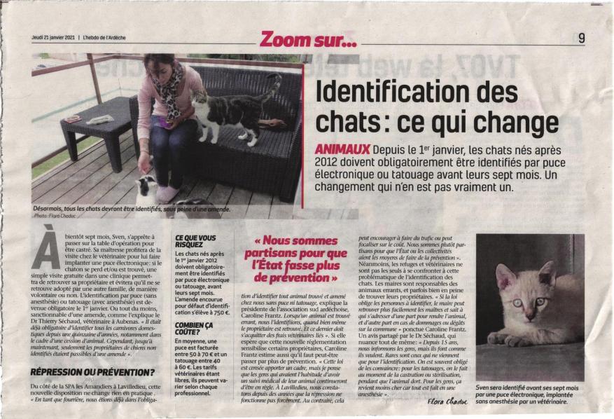 Identification Des Chats Pucage Ou Tatouage Identification Des Chats Pucage Ou Tatouage