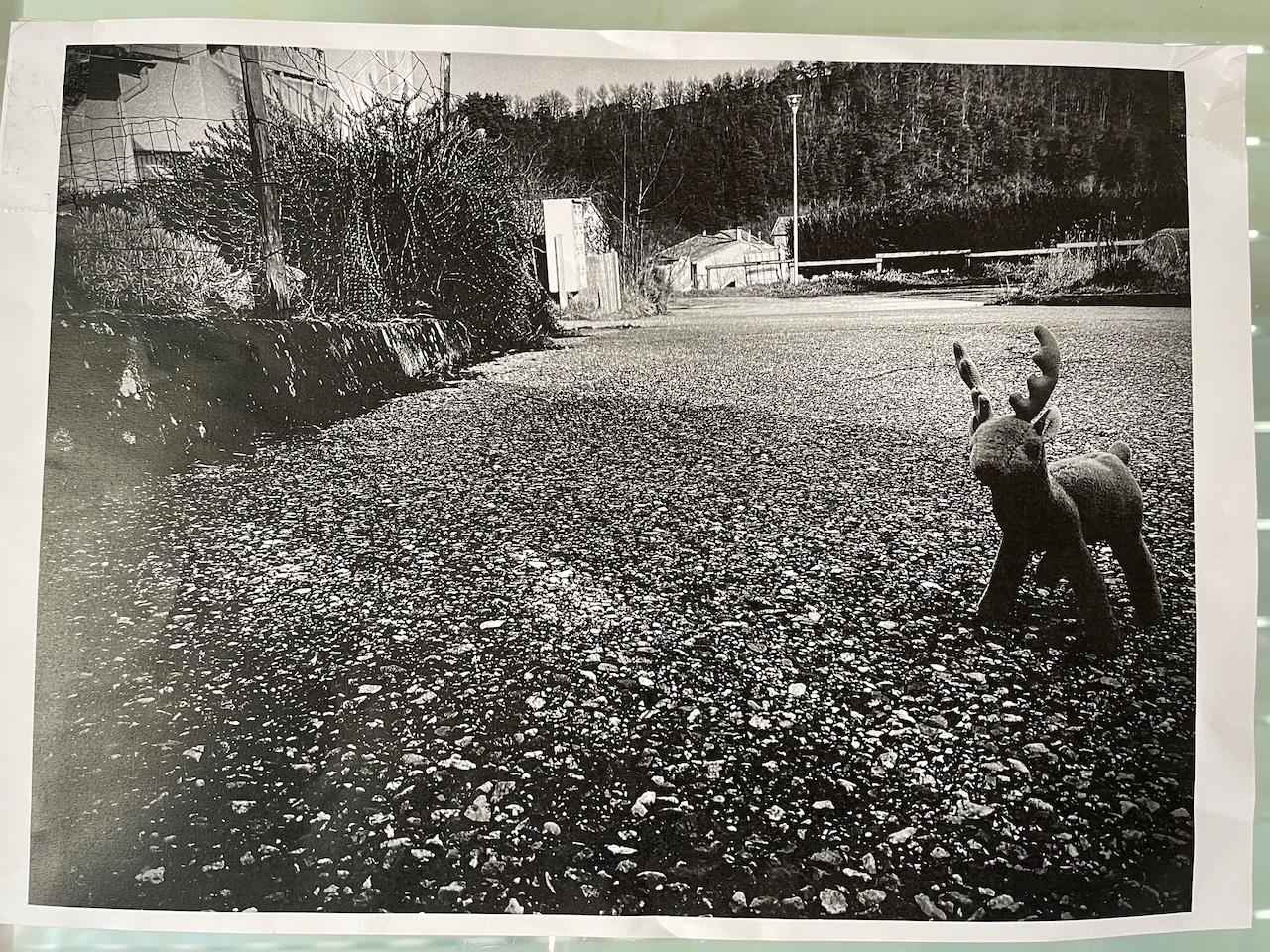 Le renne en noir et blanc