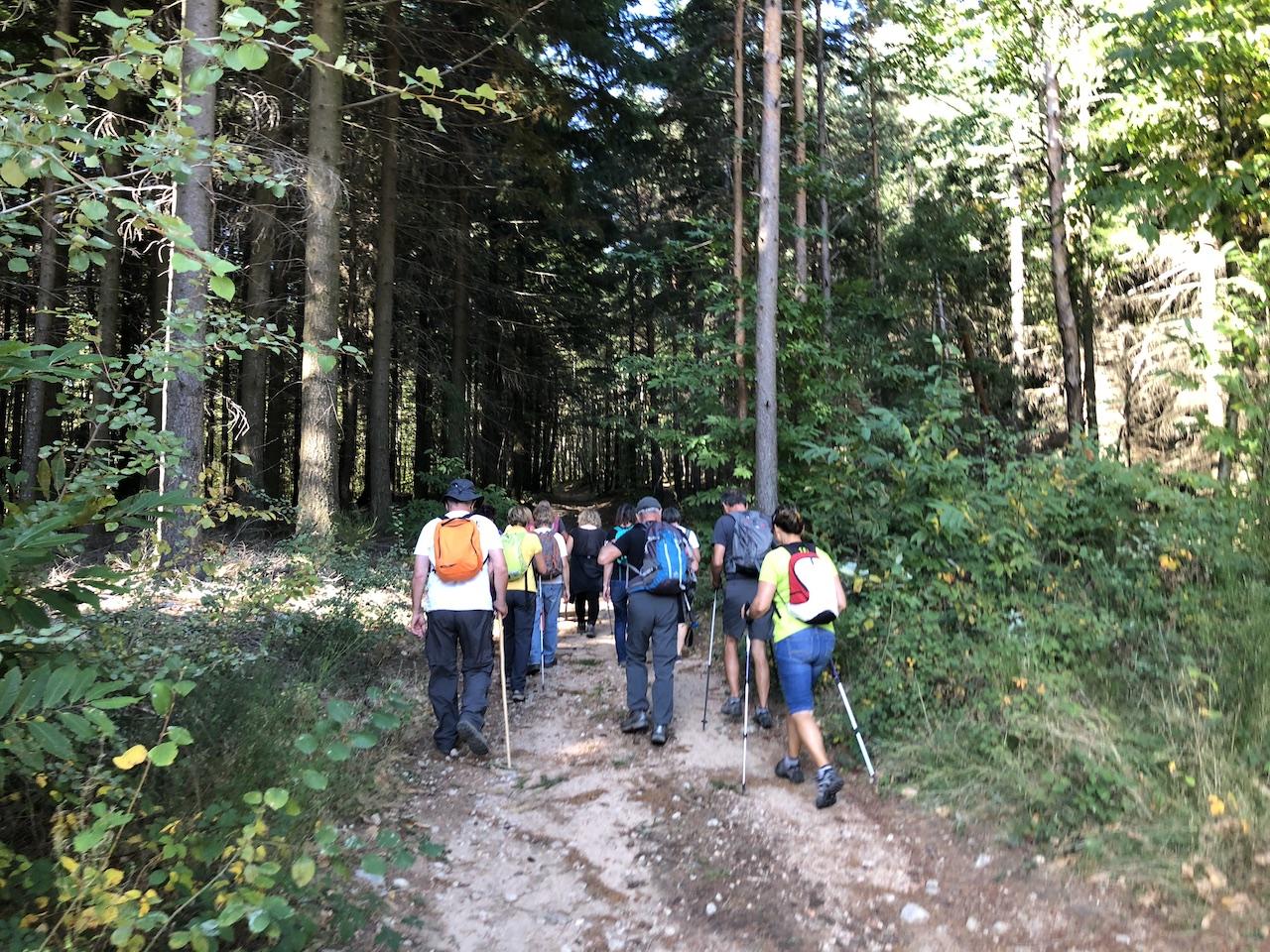 En forêt, près du col des Fans