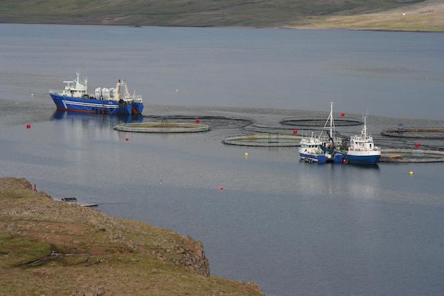 Pe cherie de saumon en islande