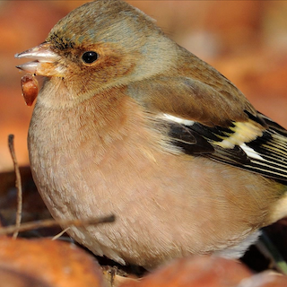 Petit oiseau