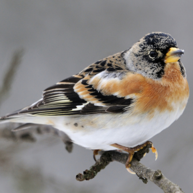 Pinson pour journe e de comptage des oiseaux