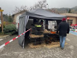 Poules et lapins frigorifie s